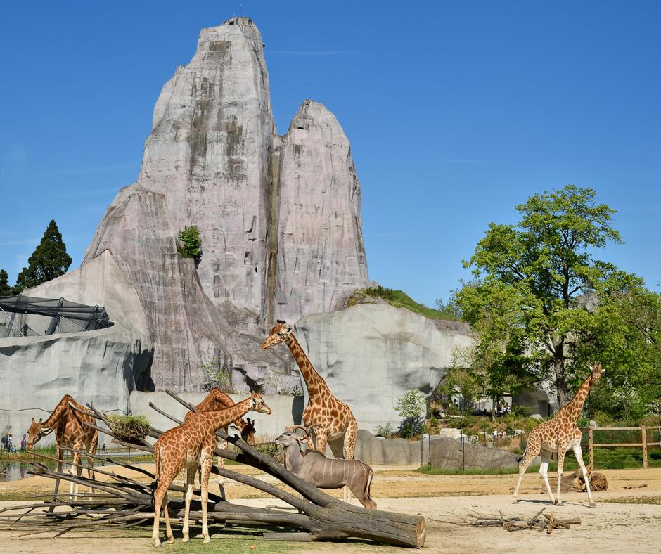 Parc Zoologique de Paris Paris : 5 activités nocturnes à faire à l’approche de l’été