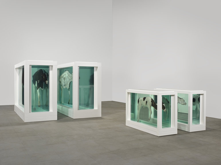 Damien Hirst, "Mother and Child, Divided", sculpture - installation, 1993. (Source : site de l'artiste)