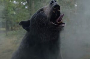 Crazy Bear l improbable histoire vraie de l ours drogue a la cocaine dont s inspire le film Crazy Bear : une proposition attachante mais beaucoup trop sage